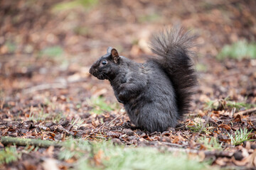 Close-up of a squirrel, taken in Stanley Park, Vancouver, directly in front of the aquarium.