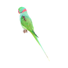 Alexandrine Parakeet Isolated on a White Background with Copy Text Space. Exotic Colorful Bird Element for Wildlife Posters, Cultural Themes, and Nature-Inspired Designs. PNG File