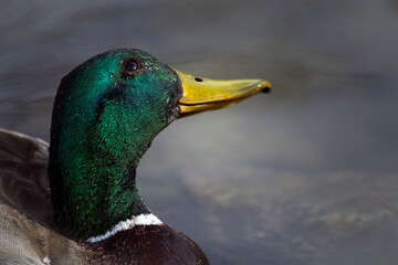 Vibrant Mallard in Tranquil Waters