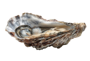 Fresh oyster in its shell,  showing intricate textures and colors
