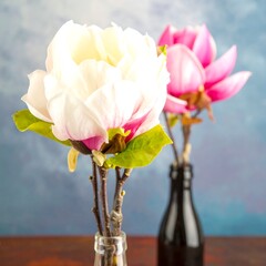 Two magnolia blooms in vase