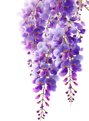 Obraz premium Purple wisteria cascade against black (1)