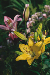 Fototapete bei efototapeten.de bestellen   