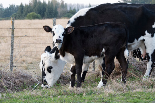 vacas