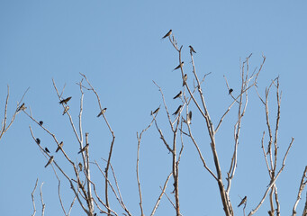 A flock of swallows starting their reverse migration in autumn. Barn swallow. Birds on a dry tree. Swallows look like leaves.