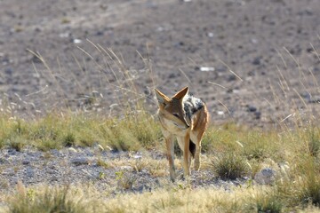 Schabrackenschakal (Lupulella mesomelas) im Etoscha Nationalpark in Namibia