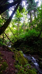 Obraz premium Lush forest creek