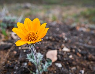 Close-up of vibrant orange flower in earthy landscape