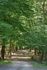 Dirt pathway through dense green forest in summer; scenic woodland trail surrounded by lush trees, peaceful nature landscape for hiking, walking and adventure