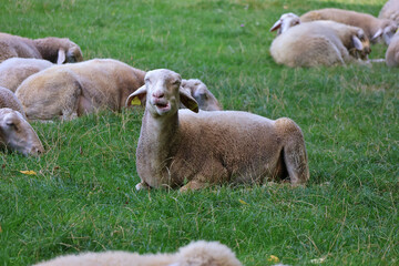 Obraz premium Sheep resting in farm field surrounded by flock; peaceful rural livestock scene with sheep sitting on countryside grass with eyes closed mid-chew