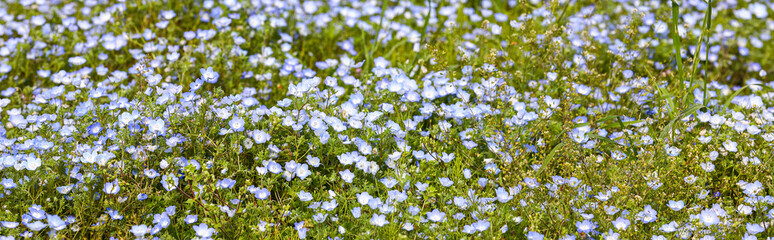 Nemophila (Baby Blue Eyes) Flower Field on Slope Hill Seaside Park.