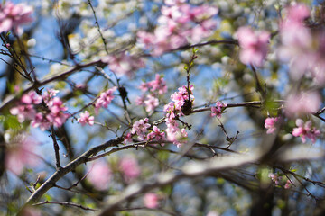 Beautiful spring trees with branches covered in white and pink blossoms, set against a clear blue sky, showcasing vibrant seasonal flowers and fresh foliage.