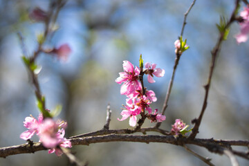 Beautiful spring trees with branches covered in white and pink blossoms, set against a clear blue sky, showcasing vibrant seasonal flowers and fresh foliage.