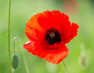 Fototapeta premium Close-up of vibrant red poppy