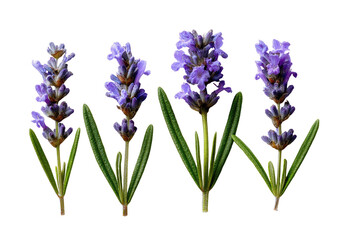 Naklejka premium Close-up of four lavender sprigs against a black background. Each sprig features vibrant purple blossoms clustered atop slender stems, with healthy green leaves