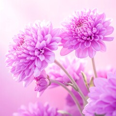 Delicate pink flowers in soft focus