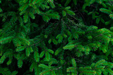 background of green spruce branches