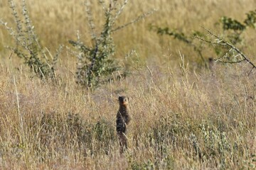 Zebramanguste (mungos mungo) im Etoscha Nationalpark in Namibia