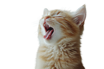 Orange tabby cat yawning shows tongue and teeth on white background, cute fluffy pet portrait with mouth open, transparent png