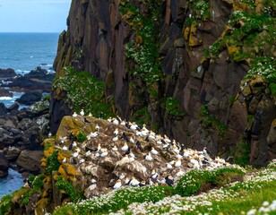 Seabirds nesting on a rocky cliff