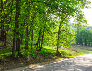 Trees in a green forest