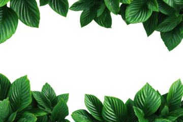 Lush green leaves frame a dark background.  Tropical foliage creates a border around a blank center.  Vibrant, healthy, and natural