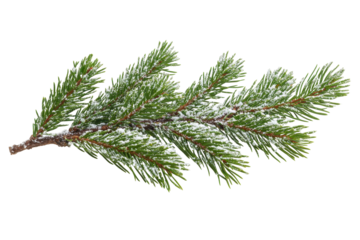 Green Fir Branches covered in Snow, Holiday Season Tree Limb Background for Christmas and Winter with Transparent Background