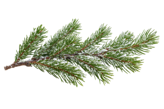 Green Fir Branches covered in Snow, Holiday Season Tree Limb Background for Christmas and Winter with Transparent Background