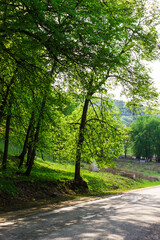 Fototapeta premium Trees in a green forest