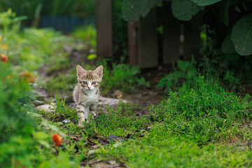 Obraz premium Kitten walking on grass outdoors