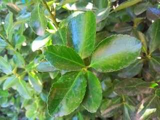 green leaves in the garden