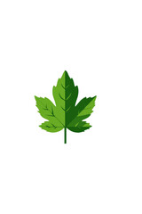 Fototapeta premium Green stylized maple leaf graphic