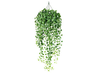Lush green hanging plant cascading downwards, Isolated On white, Png Transparent