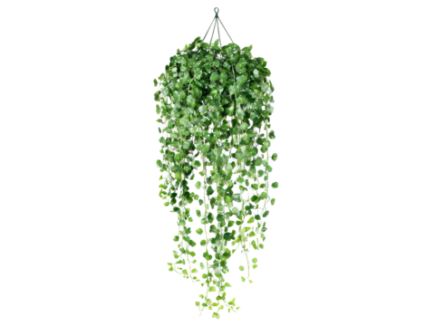 Lush green hanging plant cascading downwards, Isolated On white, Png Transparent