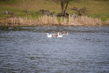 Early spring scene of ducks swimming on a calm river, with fresh green grass along the banks and trees just beginning to sprout buds in the background.