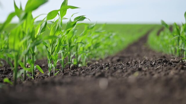 Wind brushes across corn plants growing in symmetry on spring