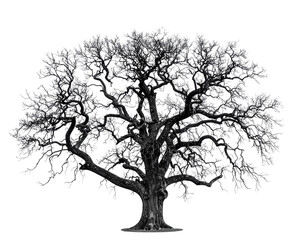 old dead spooky tree isolated on white or transparent png 