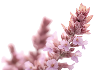 Sprig of Salvia featuring purple flowers and leaves against a white background