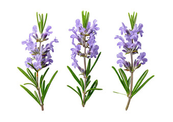 Naklejka premium Three sprigs of rosemary, vibrant purple flowers