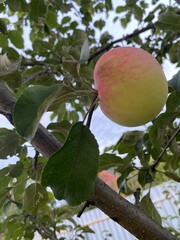Red apple with damage on tree branch. Fruit quality control and harvest season. Natural fresh food from orchard closeup. Summer harvest.