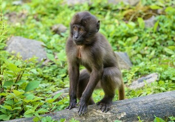 Theropithecus gelada
