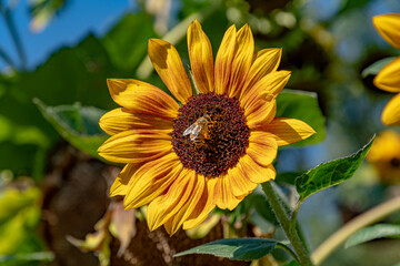 Sunflower with bee collecting nectar against blue sky