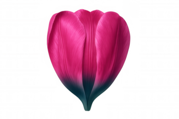 Delicate pink flower petals curving softly, forming heart-shaped silhouette on clean transparent backdrop