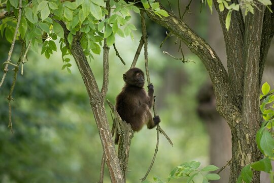 Theropithecus gelada