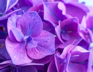 Close-up vibrant purple hydrangea blossoms