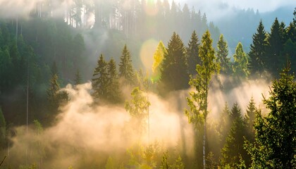 Misty mountain sunrise through pine forest. Sunlight beams through fog