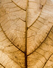 Obraz premium Close-up of a dried leaf's veins