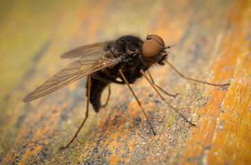 fly on wood