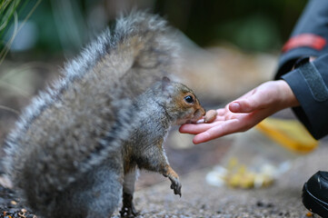 squirrel eating nut from hand
