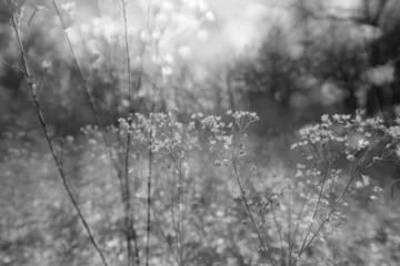 Selbstklebende Fototapeten Grau Double exposure of dry flowers during winter in nature for black and white art.  © ccestep8